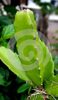 Green cactus with natural background stock photo image