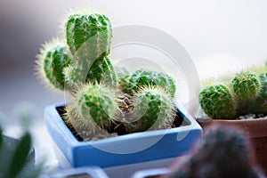 Green cactus with needles on blur background