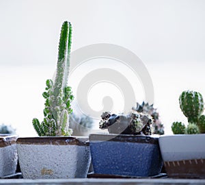 Green cactus with needles on blur background