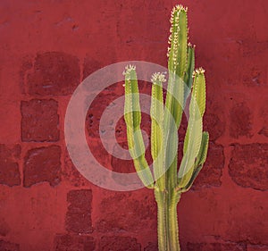 Green Cactus over red wall, Santa Catalina Monastery, Arequipa