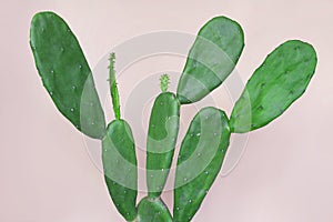 Green cactus on pastel pink paper background