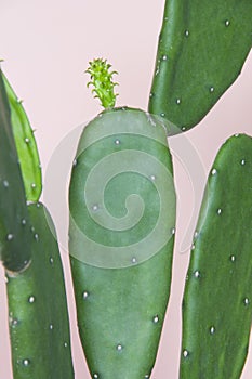 Green cactus on pastel pink paper background
