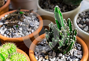 Green cactus in pat with light of sun at afternoon,