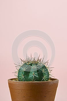 Green cactus on pink background