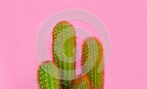 Green Cactus on pink background.