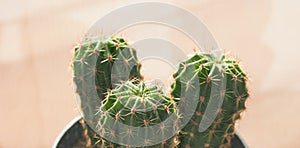 green cactus plant