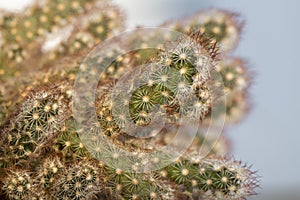 Green cactus plant img