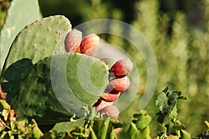 Green cactus plant close up.