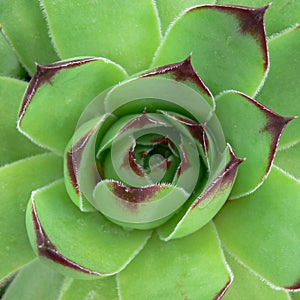 Green Cactus Plant Macro