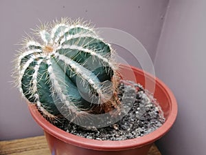 Green cactus plant with many needles.