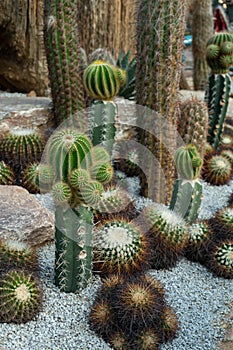 Green cactus plant, natural texture background concept