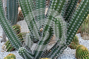 Green cactus plant, natural texture background concept