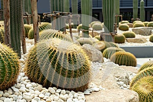 Green cactus plant, natural texture background concept