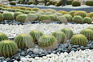 Green cactus plant, natural texture background concept