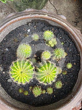 Green cactus plant in plastic pot