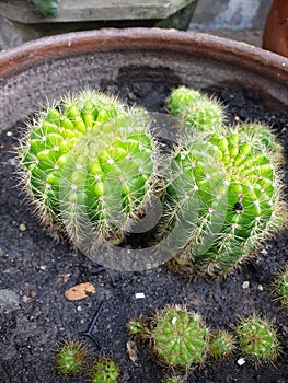 Green cactus plant in plastic pot