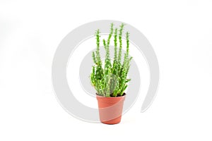 Green cactus plant in plastic pot isolated on white background