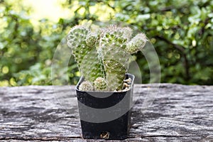 Green cactus in the pot