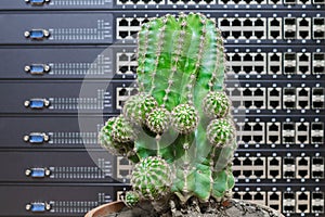 Green cactus in the pot is on the background of computer servers and switches