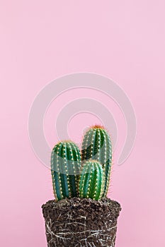 Green Cactus without pot on pink background