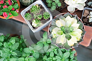 Green cactus in the pot top view on the wooden table backgrounds. spring flower concept