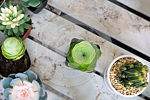 Green cactus in the pot top view on the wooden table backgrounds. spring flower concept