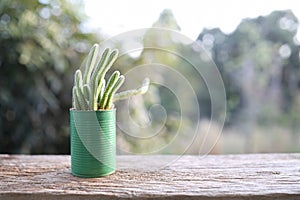 Green cactus pot on wooden table