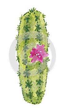 Green cactus with prickles and purple flower, hand drawn watercolor illustration