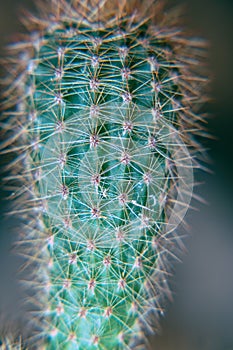 Green cactus with protruding needles