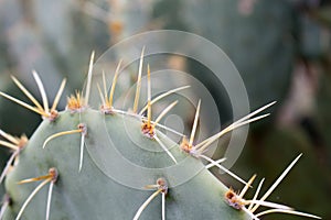 Green Cactus Quills