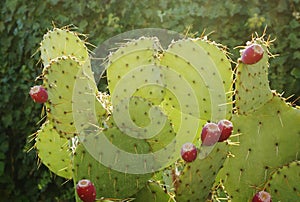 Green cactus with red fruits closeup