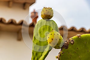 Green cactus and red prickly pears, plants in Spain
