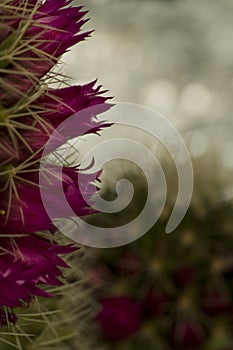 Green cactus with red spiked flowers