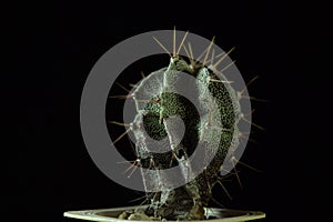 Green cactus with sharp needles on dark background