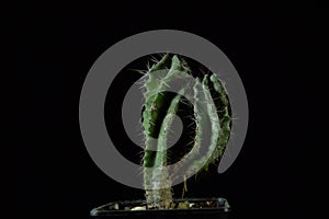 Green cactus with sharp needles on dark background