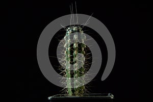 Green cactus with sharp needles dark background