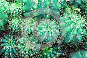 Green cactus with sharp thorn, cactus background