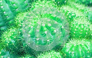 Green cactus with sharp thorn, cactus background