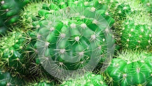 Green cactus with sharp thorn, cactus background