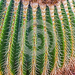 Green cactus with sharp thorn