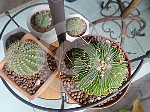 Green Cactus and sharp thorn