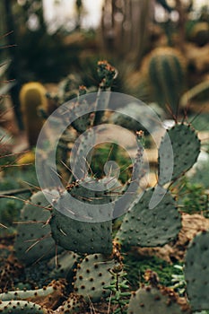 Green cactus with sharp torns