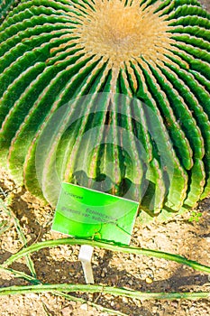 Green cactus and sign