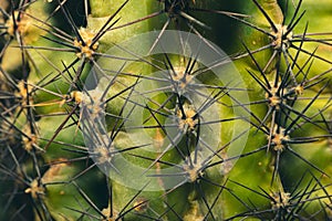 Green cactus with spikes macro background