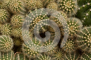 Green cactus with spines grow together forming patterns photo