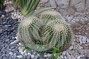 green cactus in the stone garden