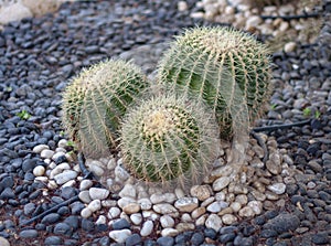 green cactus in the stone garden