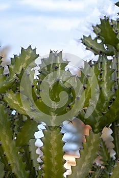 green cactus in the stone garden