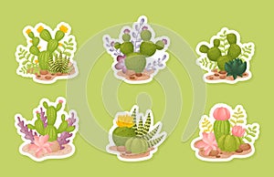 Green Cactus Succulent Plant Grow in Soil Vector Sticker Set