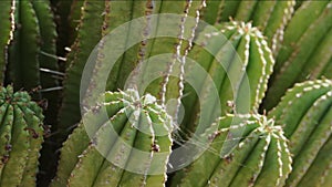 Green cactus in a sunny day